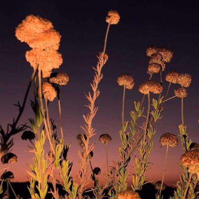 乐鱼app下载手机app下载